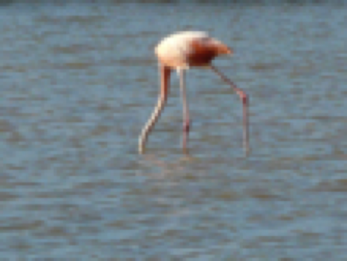 flamingo.png